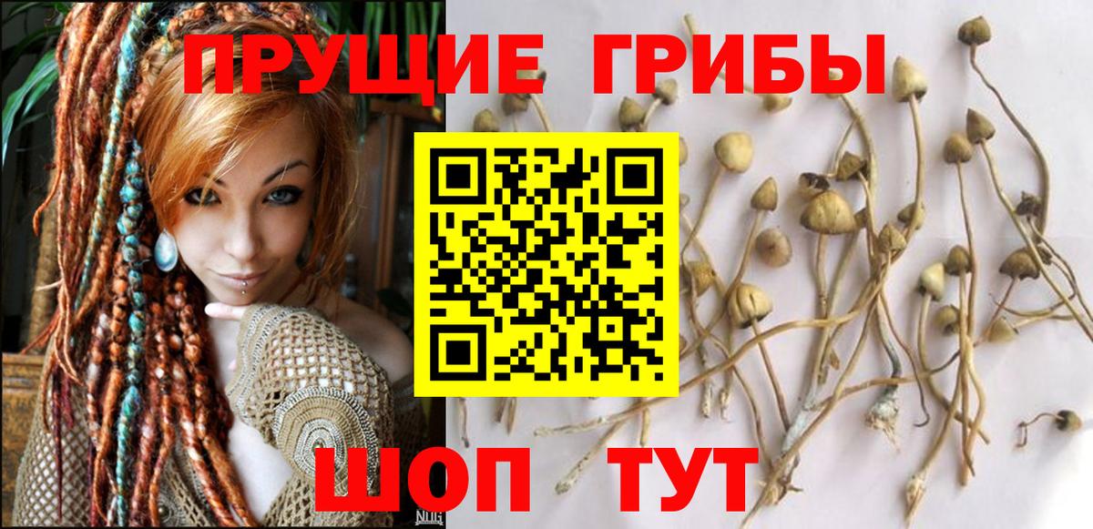 Псилоцибиновые грибы Cubensis Шатура